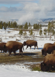 Yellowstone Snowmobile Tours