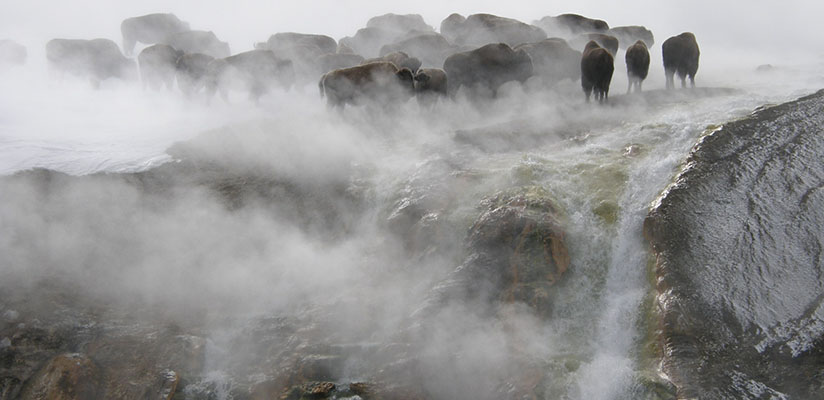 yellowstone winter tours from jackson hole