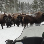 Yellowstone Snowmobiling