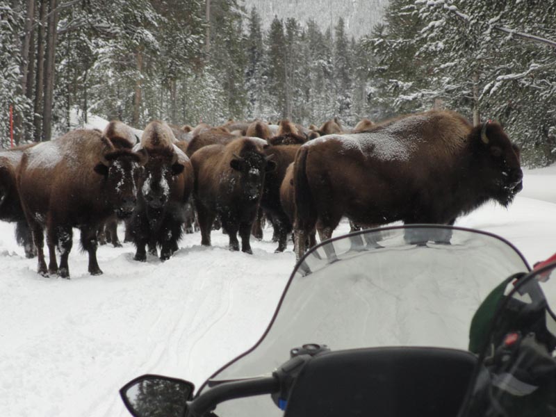Yellowstone Snowmobiling