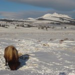 Yellowstone Snowmobiling