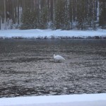 Yellowstone Snowmobiling