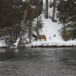 Yellowstone Snowmobiling