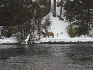 Yellowstone Snowmobiling