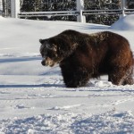 Yellowstone Snowmobiling