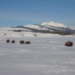 Yellowstone Snowmobiling