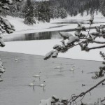 Yellowstone Snowmobiling