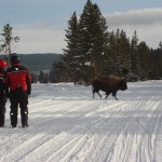 Yellowstone Snowmobiling