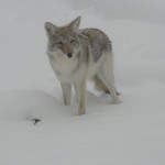 Yellowstone Snowmobiling