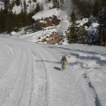 Yellowstone Snowmobiling