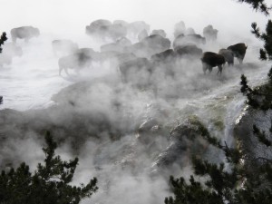 Yellowstone Snowmobiling Tours