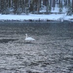 Yellowstone Snowmobiling Tours