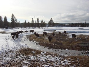 Yellowstone Snowmobiling Tours