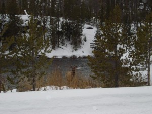 Yellowstone Snowmobiling Tours