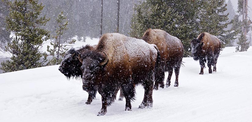 Yellowstone Snowmobile Tours