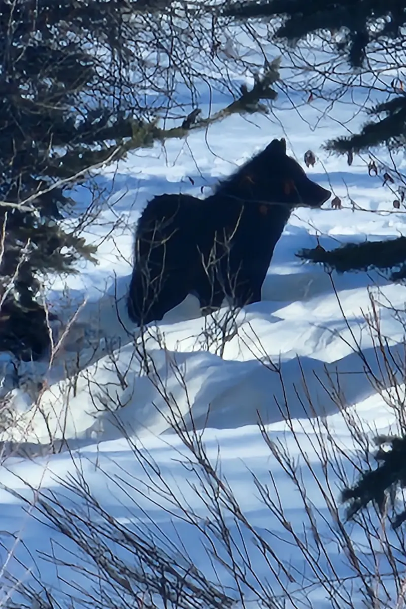 Togwotee Pass snowmobile tour