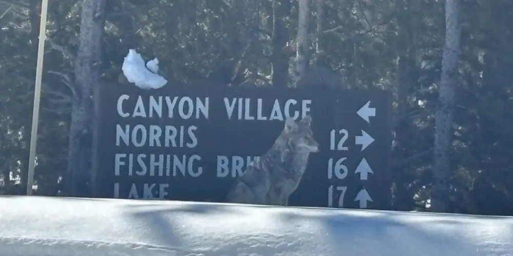 3-day Yellowstone snowmobile tour