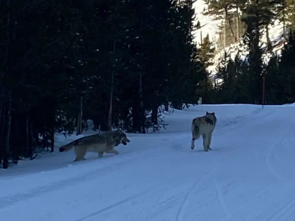 3-day Yellowstone snowmobile tour
