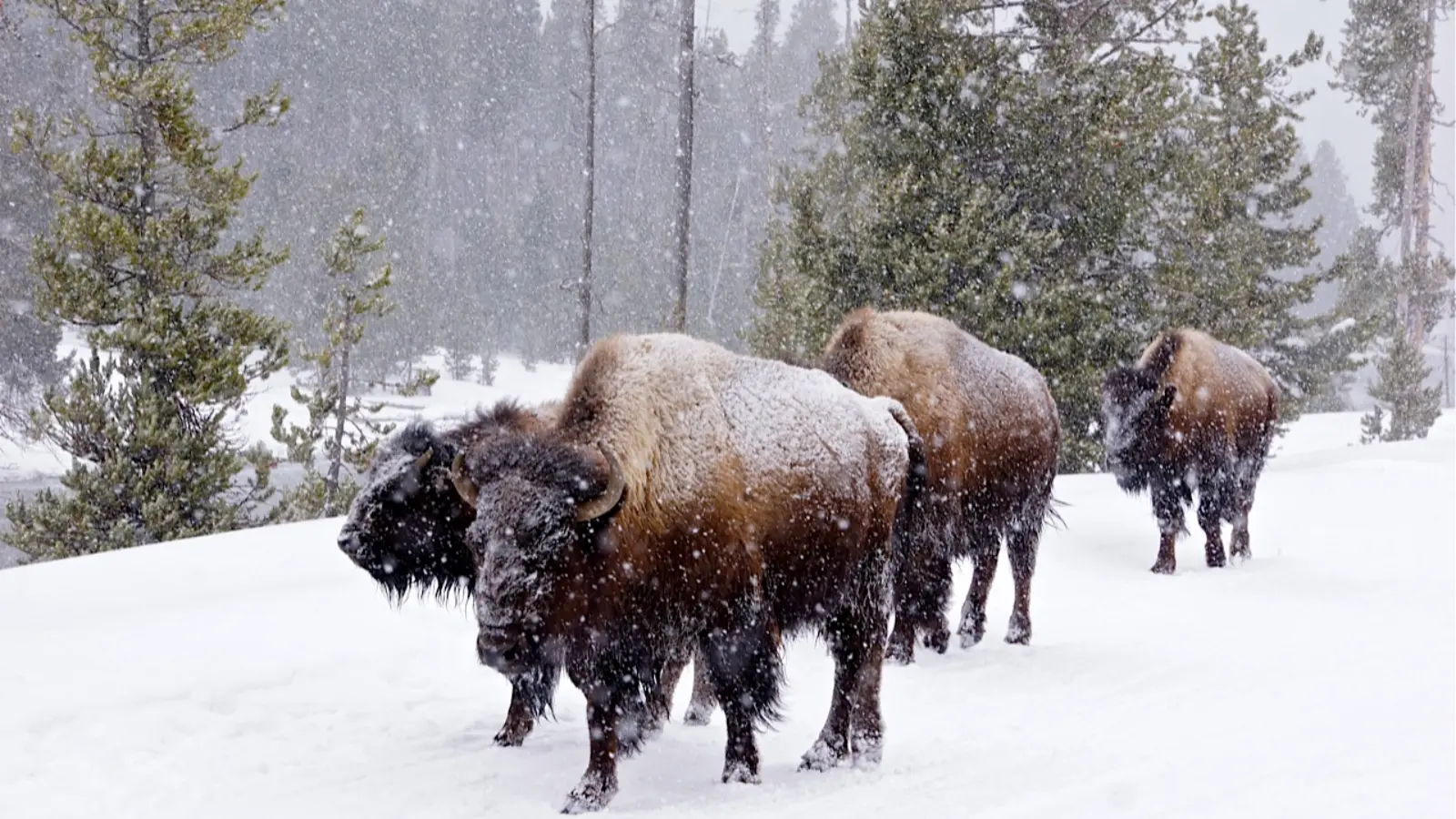 Yellowstone National Park snowmobiling