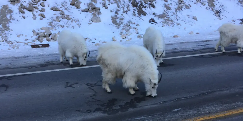 Greys River snowmobile tour