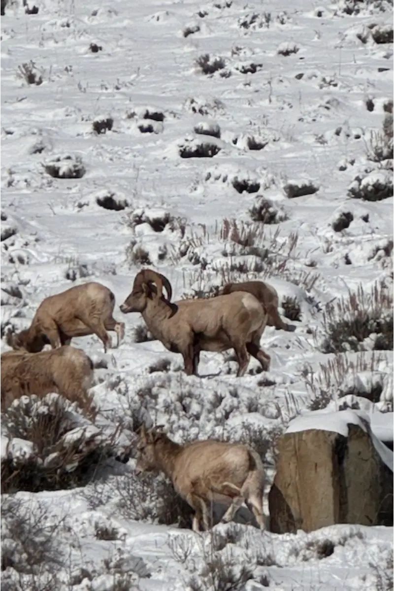 Gros Ventre snowmobile tour